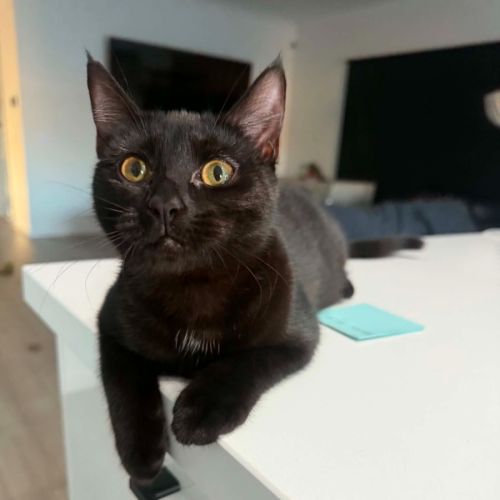 Koda