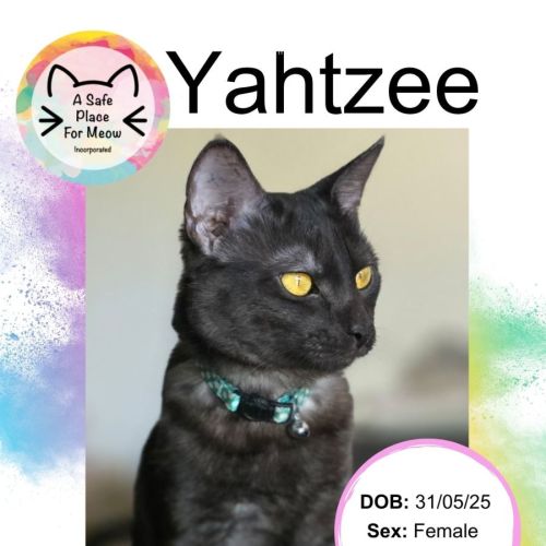 Yahtzee