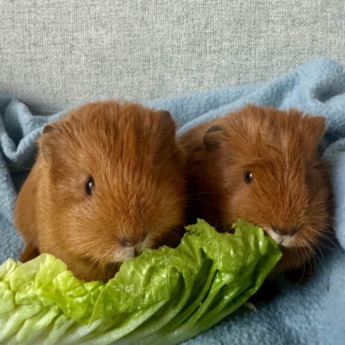 Pretzel & Chai