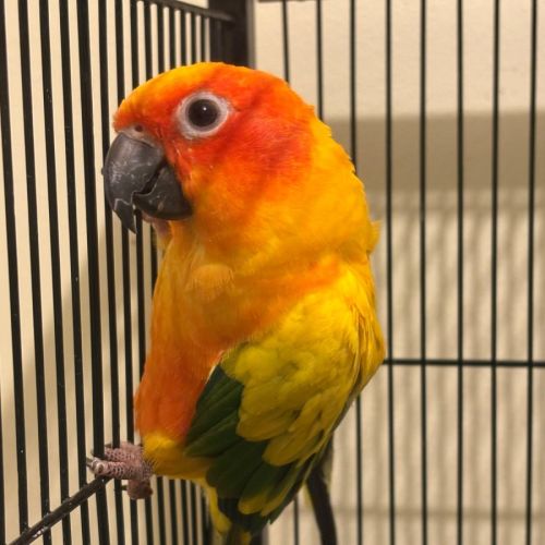 Bowie