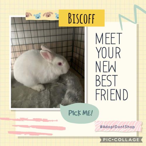 Biscoff