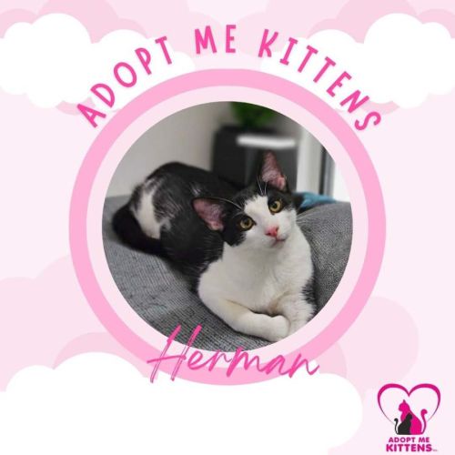 Herman