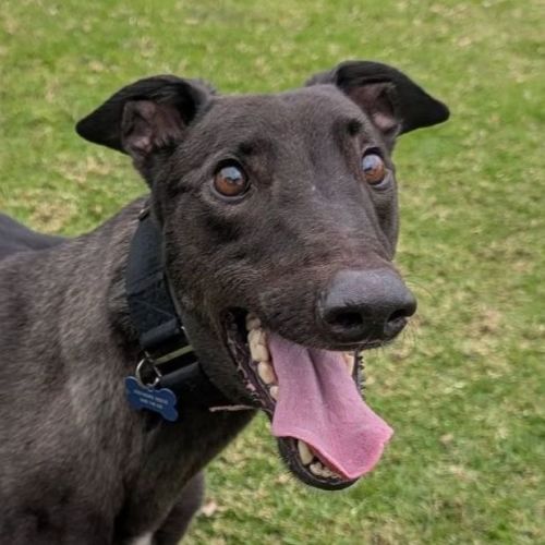Earl Grey The Greyhound