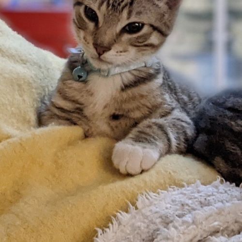 Sesame 💙