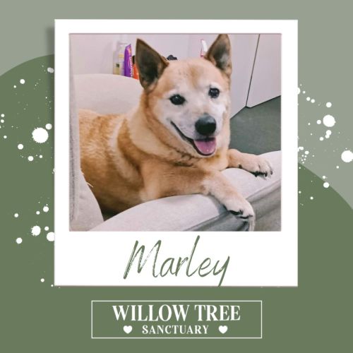 Marley 