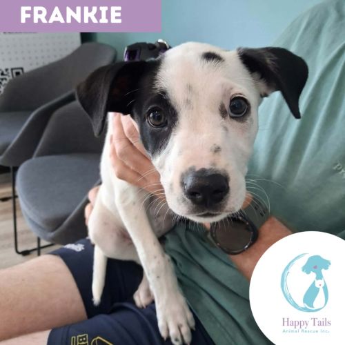 Frankie