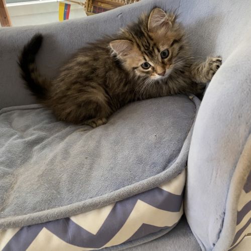 Coco