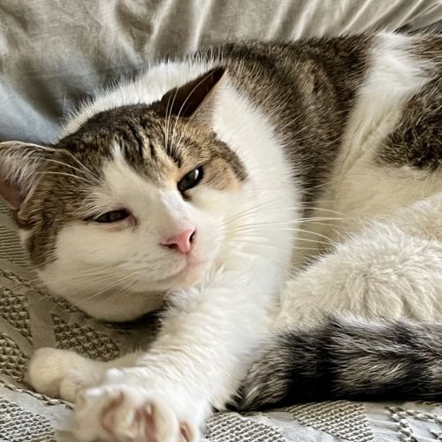 Brett **2nd Chance Cat Rescue**