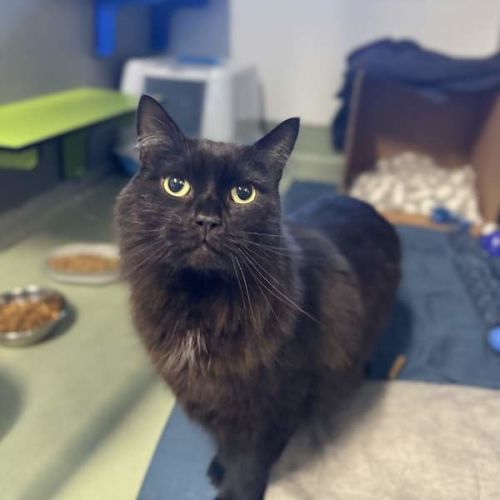 Jiji