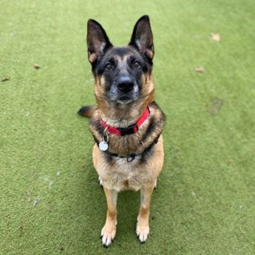 Heidi