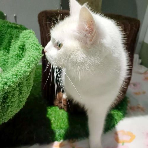 Feta
