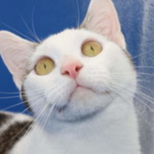 Ethan - Available at PET Quarters Broadmeadow