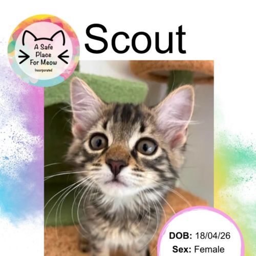 Scout