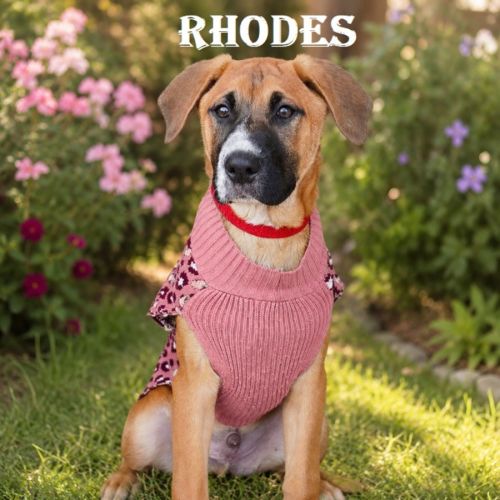 Rhodes