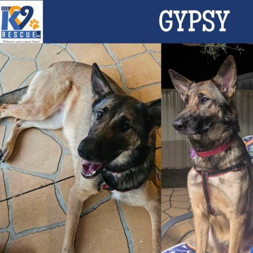 Gypsy