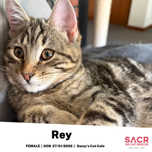 Rey