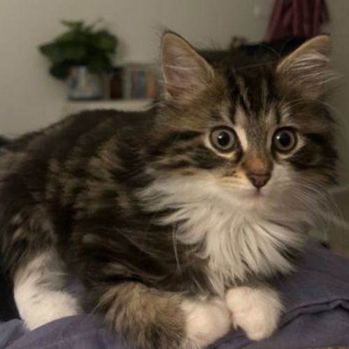 Oscar