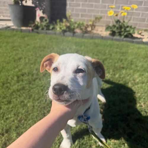 Woody