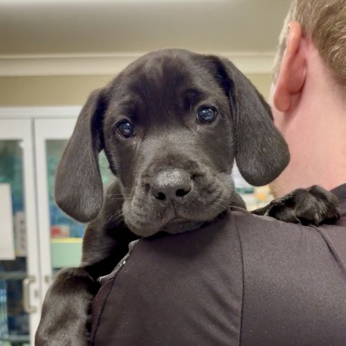 Louie