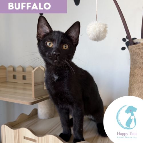 Buffalo