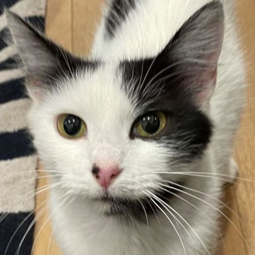Daphne