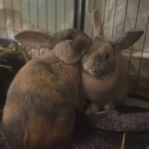 Piepie & Thunder 