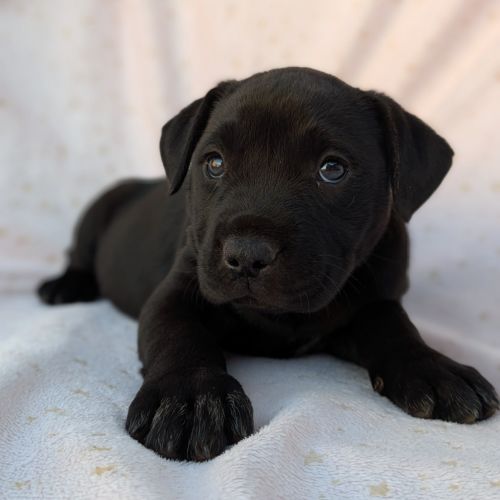 Bluey