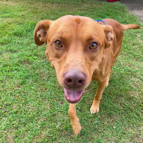 Reggie *$350 Adoption Fee* 