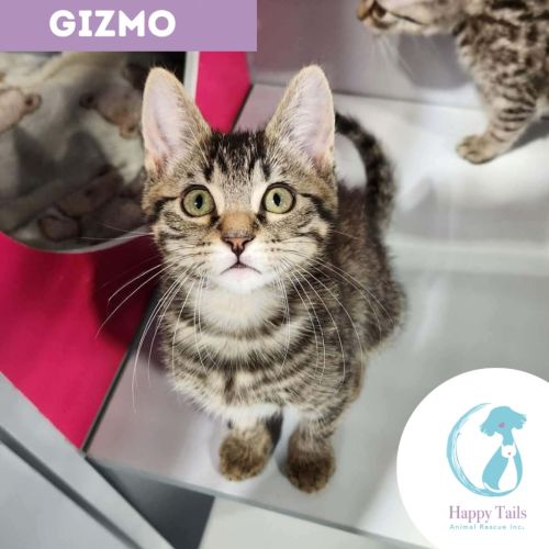 Gizmo