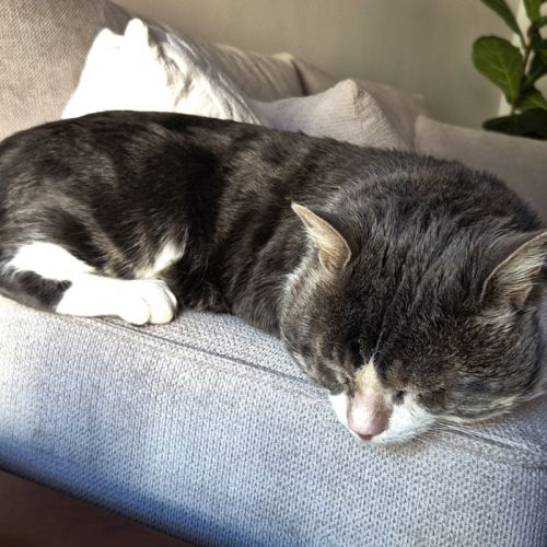 Tom