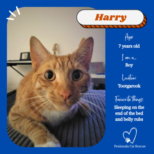 Harry