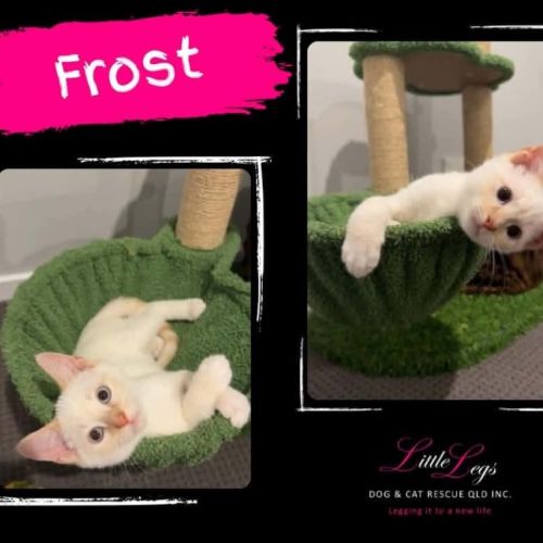 Frost