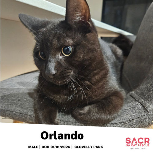 Orlando