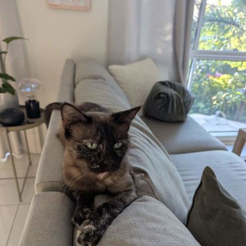 Sheeba