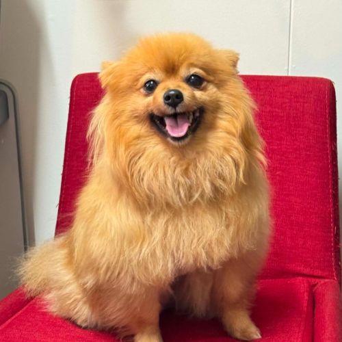 Cardi