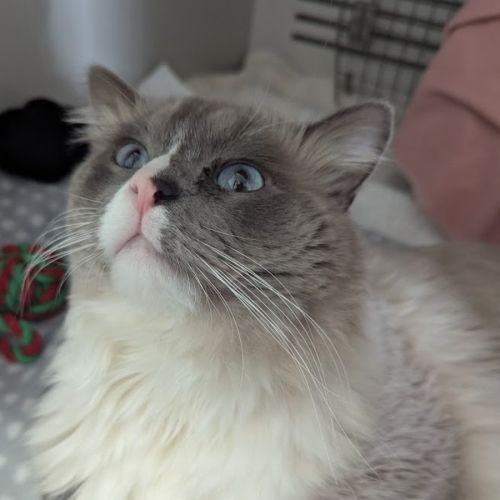 Leo