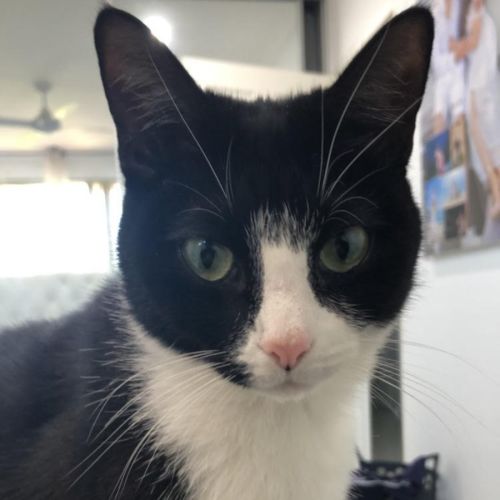 Oreo