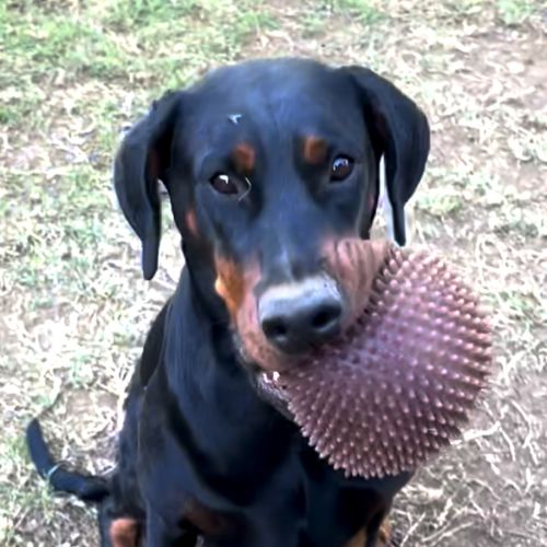 Ms F von Dobermann