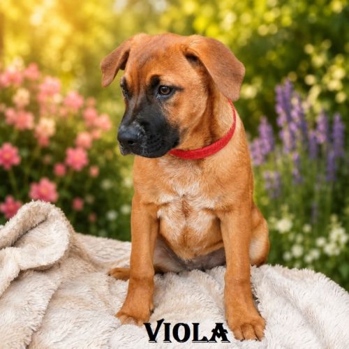 Viola