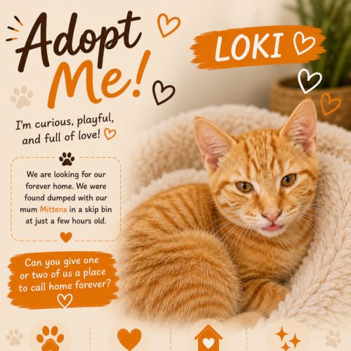Loki 