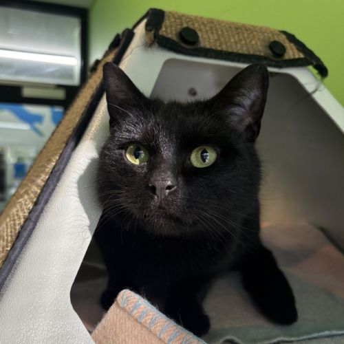 Jed (bonded With Millie)