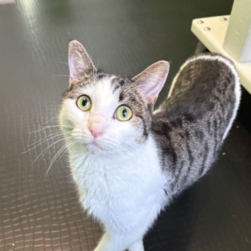 Millie (bonded With Jed)