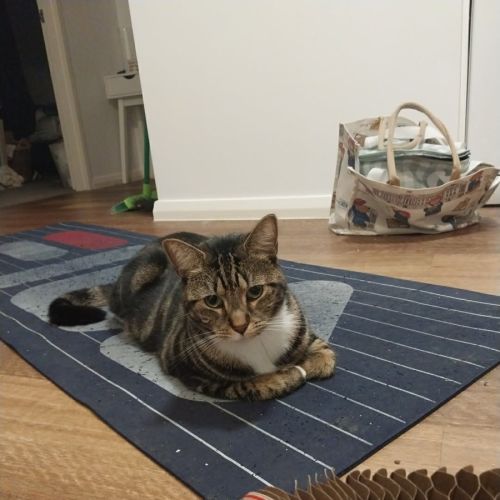 Dior aka Tigger