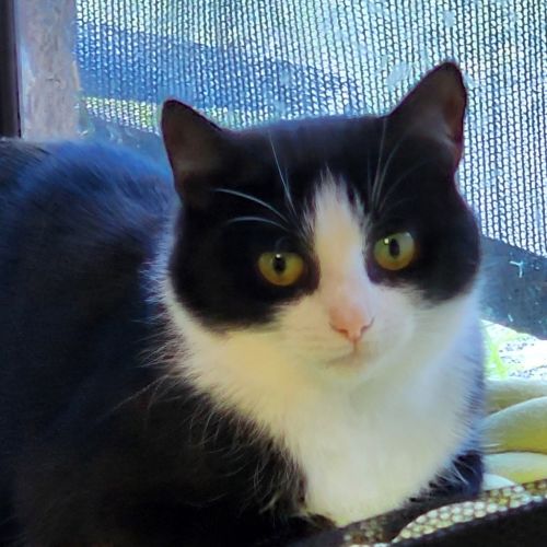 Emmie