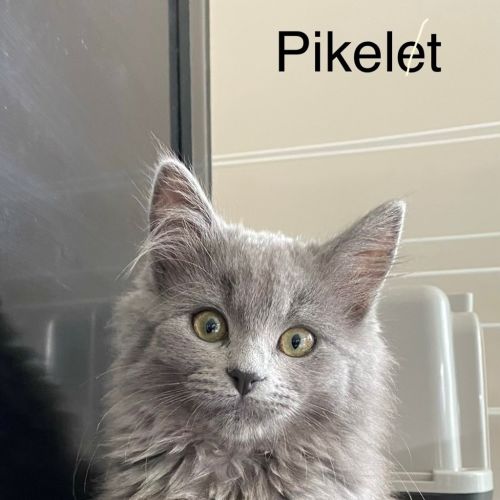 Pikelet