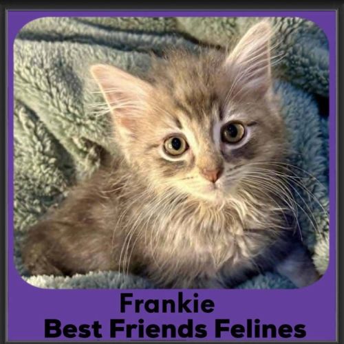 Frankie 