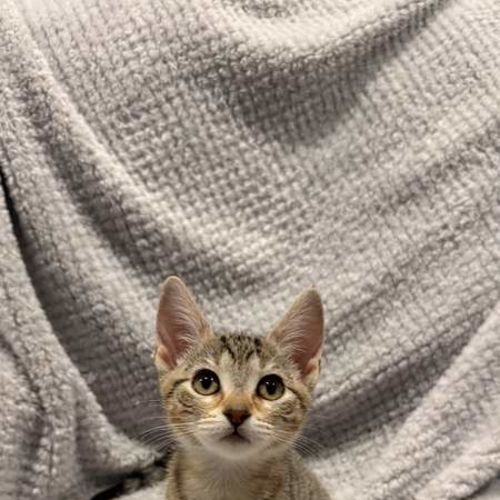 Kiki