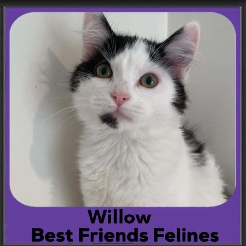 Willow