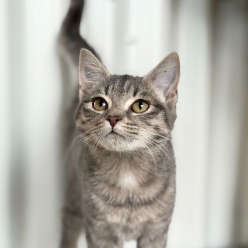 Dumpling