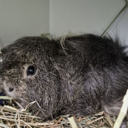 Patch (bonded To Coco)